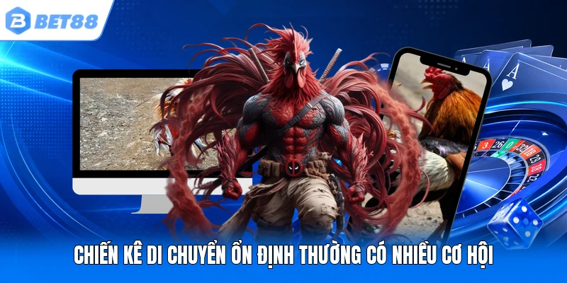 Chiến kê di chuyển ổn định thường có nhiều cơ hội