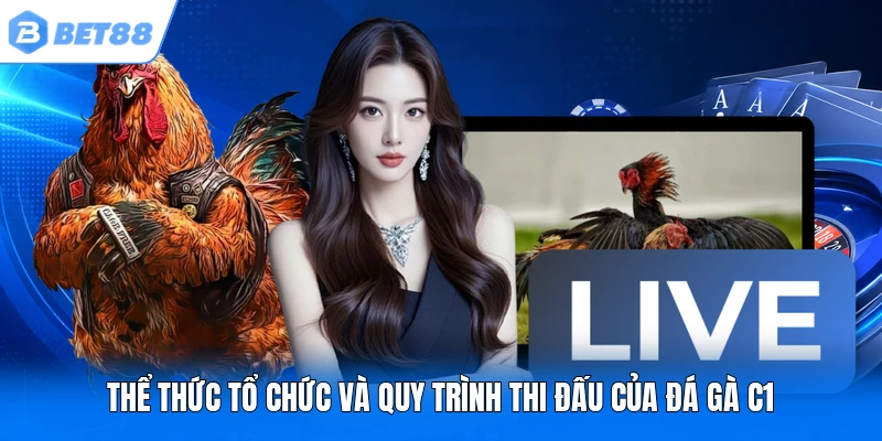 Thể thức tổ chức và quy trình thi đấu của đá gà C1